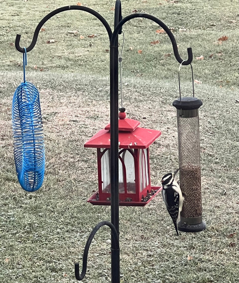 Shelled Sunflower Tube Bird Feeder