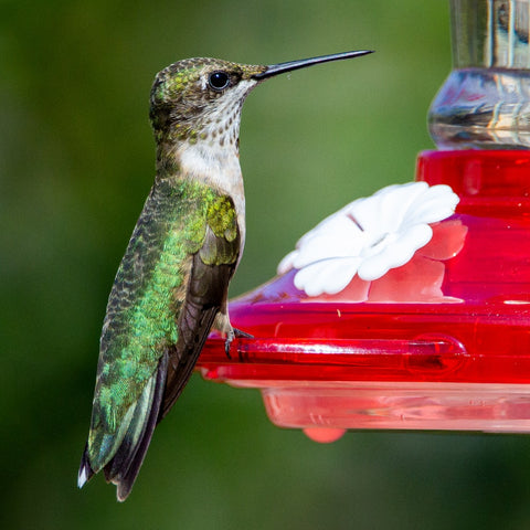 Hummingbird Feeders