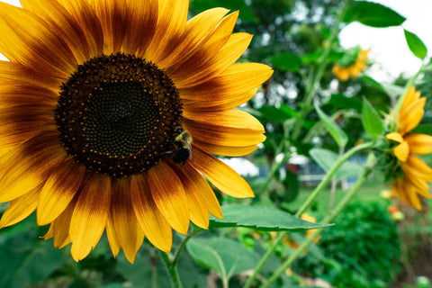 Sunflowers