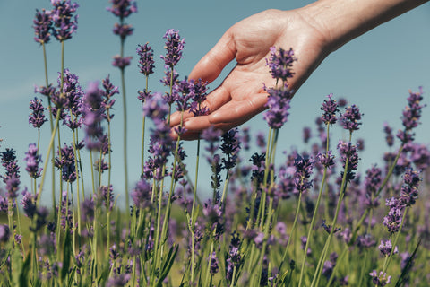 Cavan Creek Market English Lavender