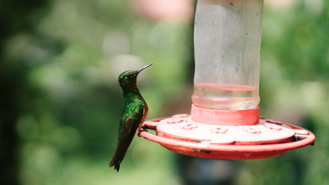 Mangeoires pour colibris et orioles